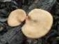 Sugaras likacsosgomba (Neofavolus alveolaris), Budai-hegység